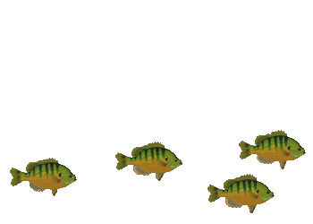 Bluegills