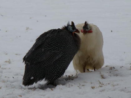 Our two guineas had it rough.