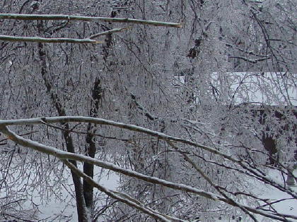 A view of our back yard.