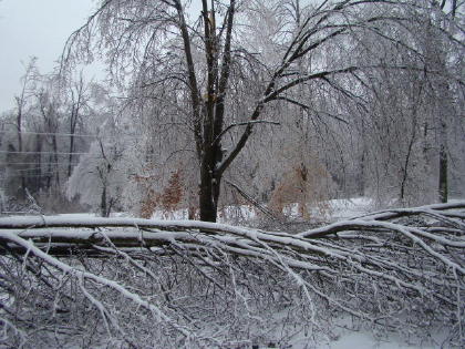 A view looking at a tree across our driveway.