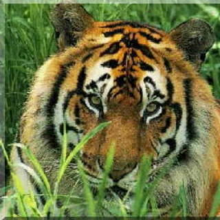 A Tiger-Maybe a Rockport Tiger