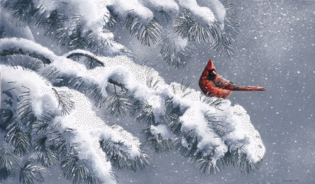 Cardinal-KY State Bird
